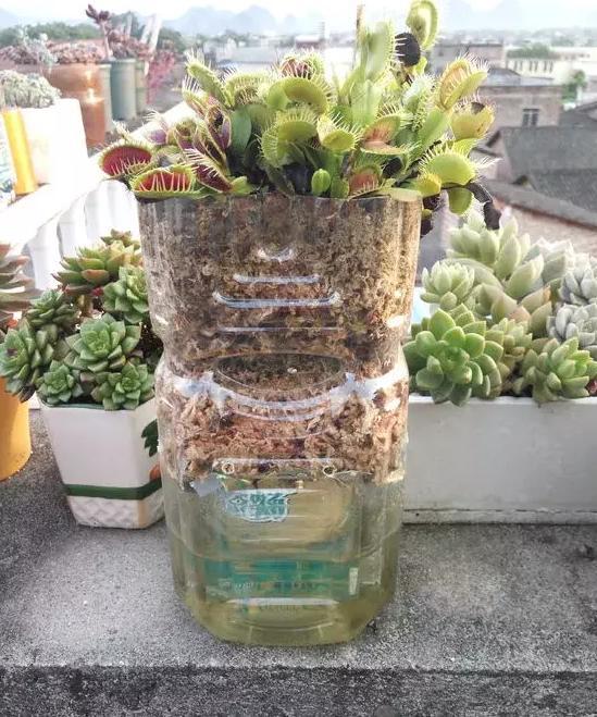 养花没有花盆,浇水壶该怎么办?多准备几个饮料瓶就够了