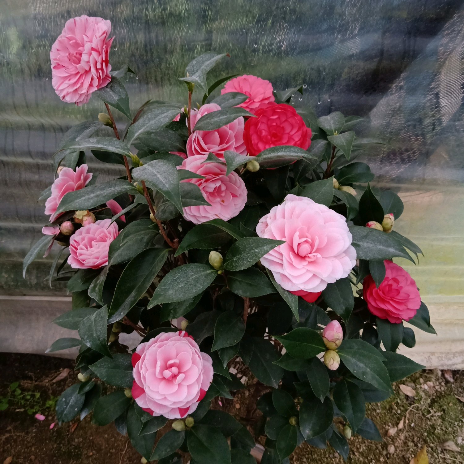 花露珍,中国山茶花传统名品,广泛分布在长江以南地区,是优良的园艺