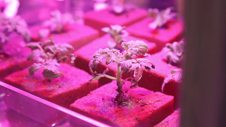 正文            太空南瓜,太空冬瓜,五彩椒.