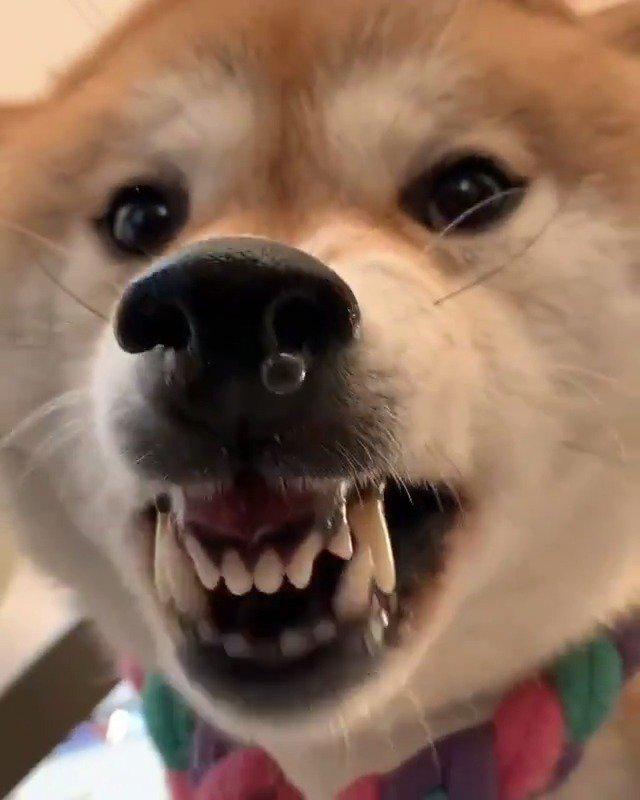 铲屎官不小心惹到柴柴生气了,这鼻子上的鼻涕泡一个接一个