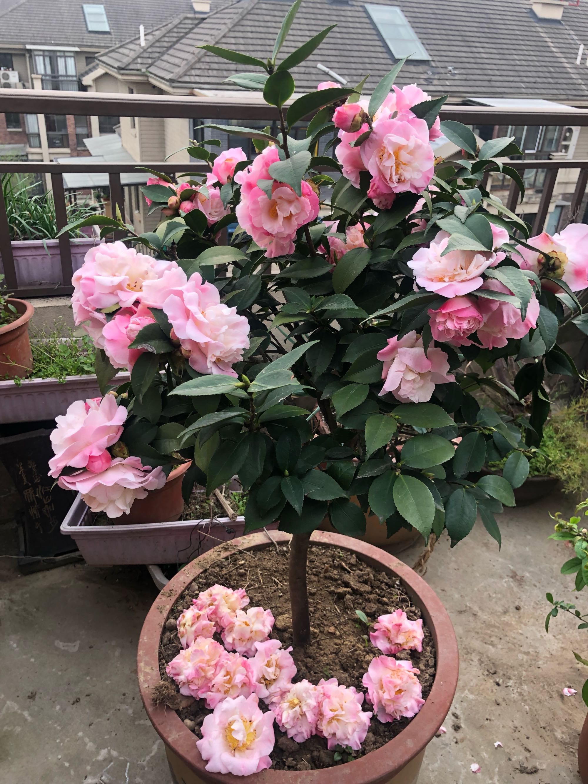 最好养的山茶花,花期长,香气浓郁,南方北方都能养!