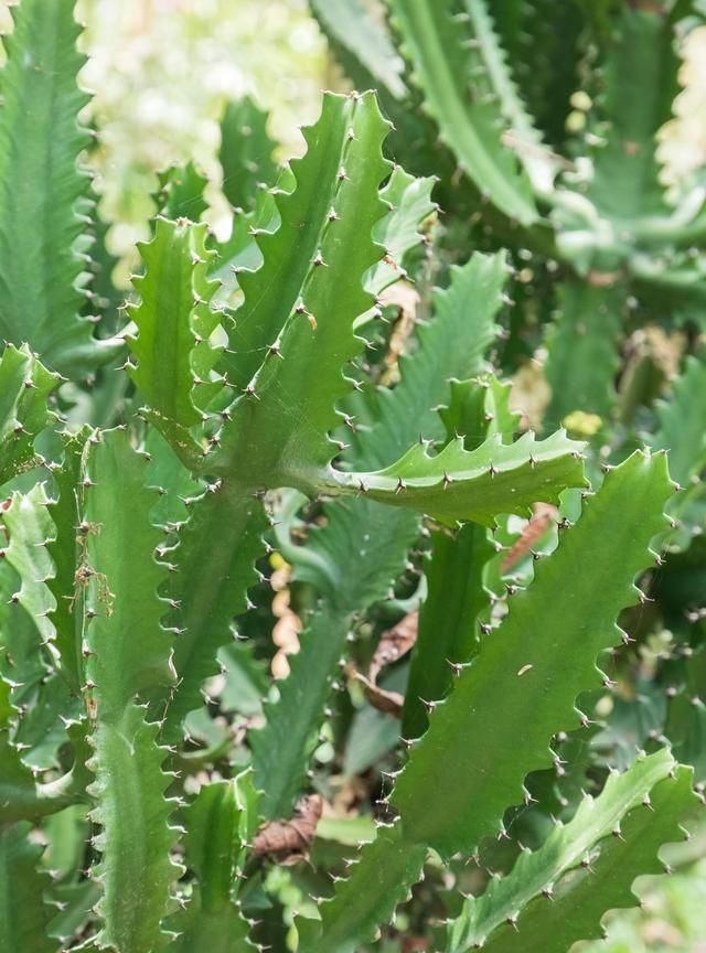 霸气却有毒的霸王鞭冬季在室内养掌握五点苗壮又安心
