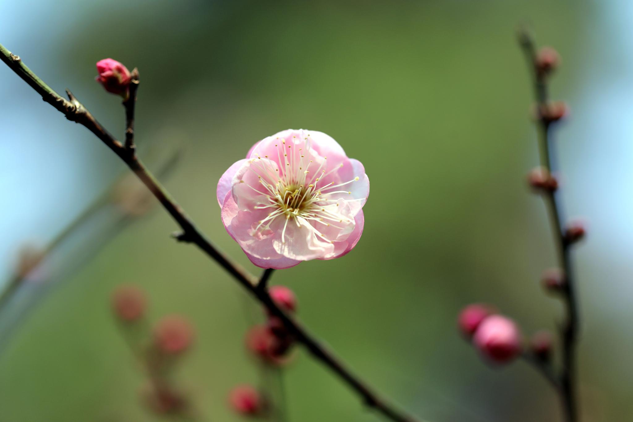 西湖边的第一株梅花开了