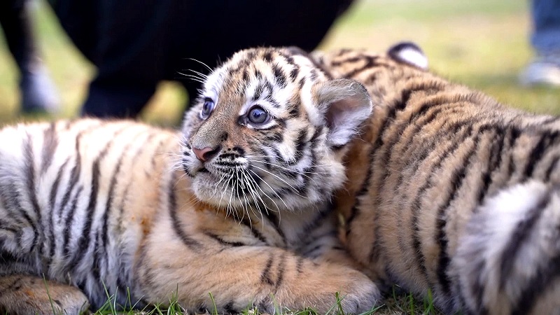 可可爱爱东北小虎队三胞胎出笼