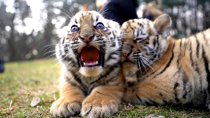 可可爱爱东北小虎队三胞胎出笼