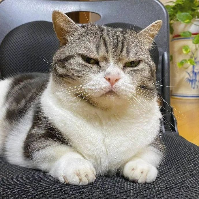 天生威严不爽喵?最后一张像黑猫警长的表情!