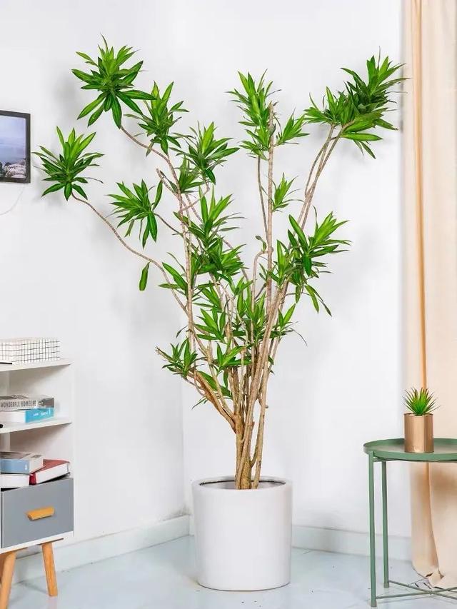 一种"吉祥竹",清新典雅寓意好,家里养几盆,镇宅化煞保平安