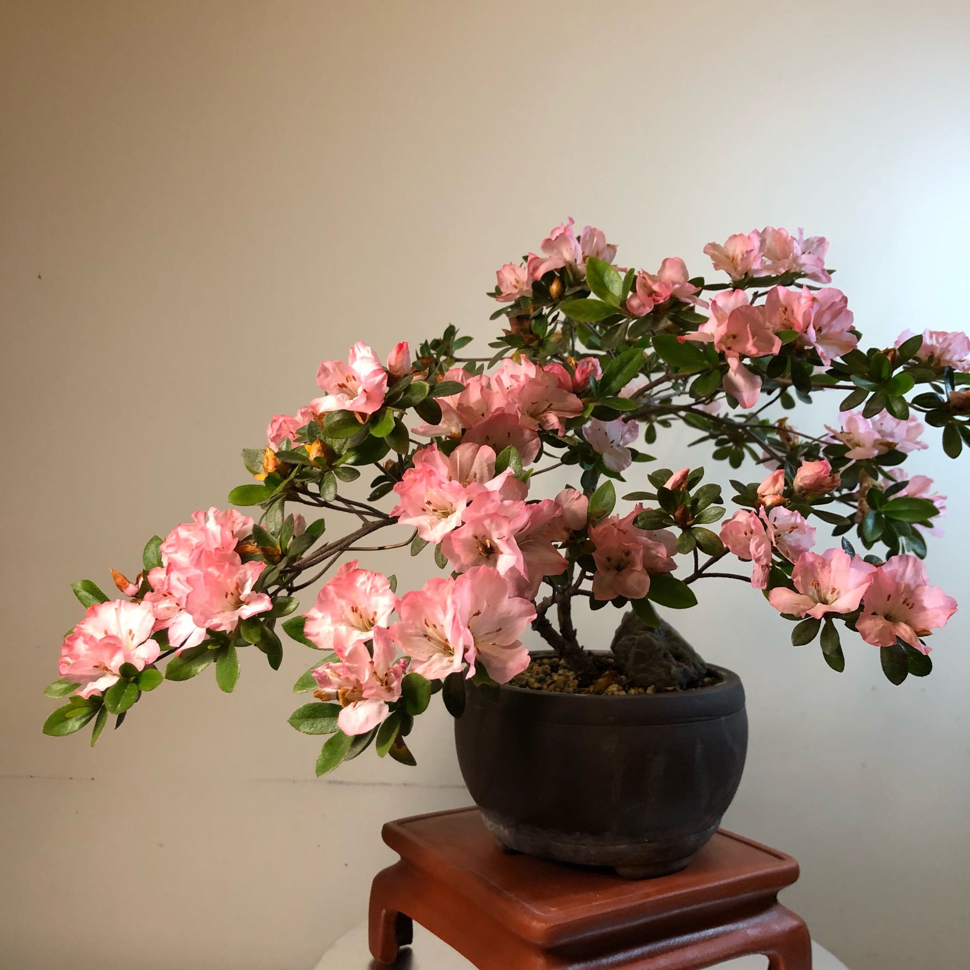 此小型木本花卉,四季开花不停,花色美丽,栽培容易!