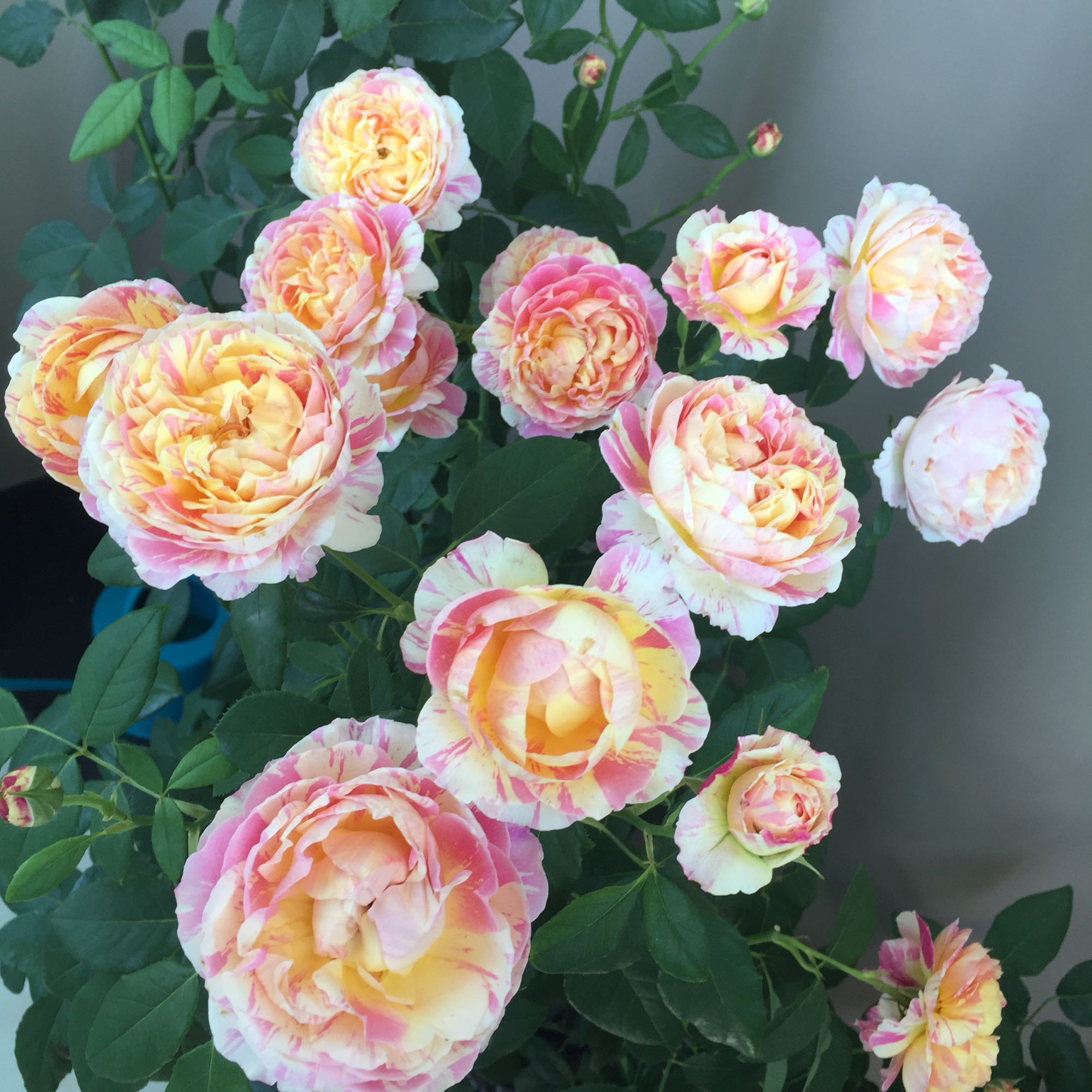 款花名为"克劳德·莫奈",法国戴尔巴德园艺公司推出的一款观赏月季花