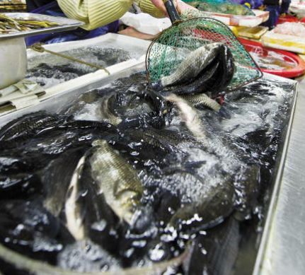 买鱼时并不是越肥越好牢记这4个诀窍个个鲜嫩美味