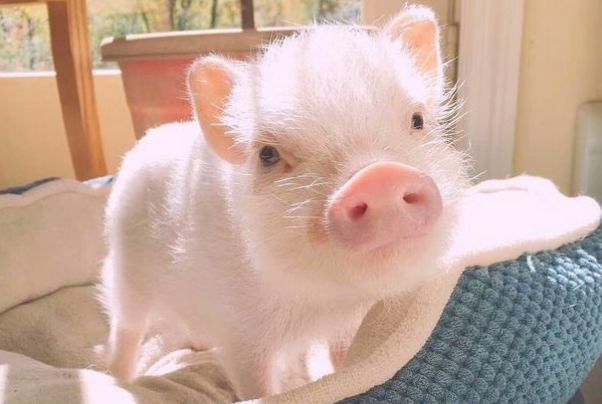 属猪人2021年运势穿4种颜色衣服最旺12月27日开始转变