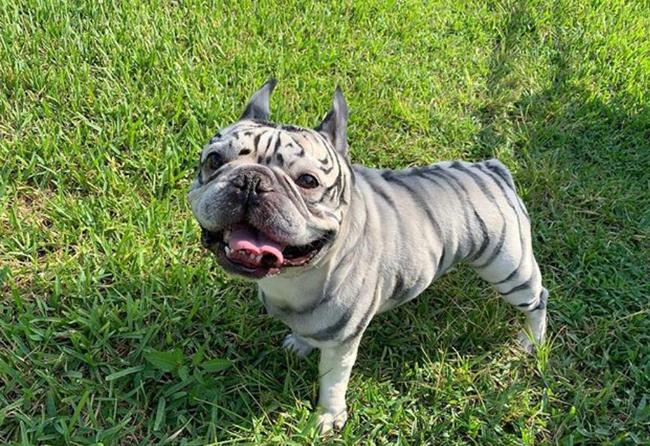 以为有人私自饲养小老虎,仔细一看却无语了:这是披着虎皮的狗?