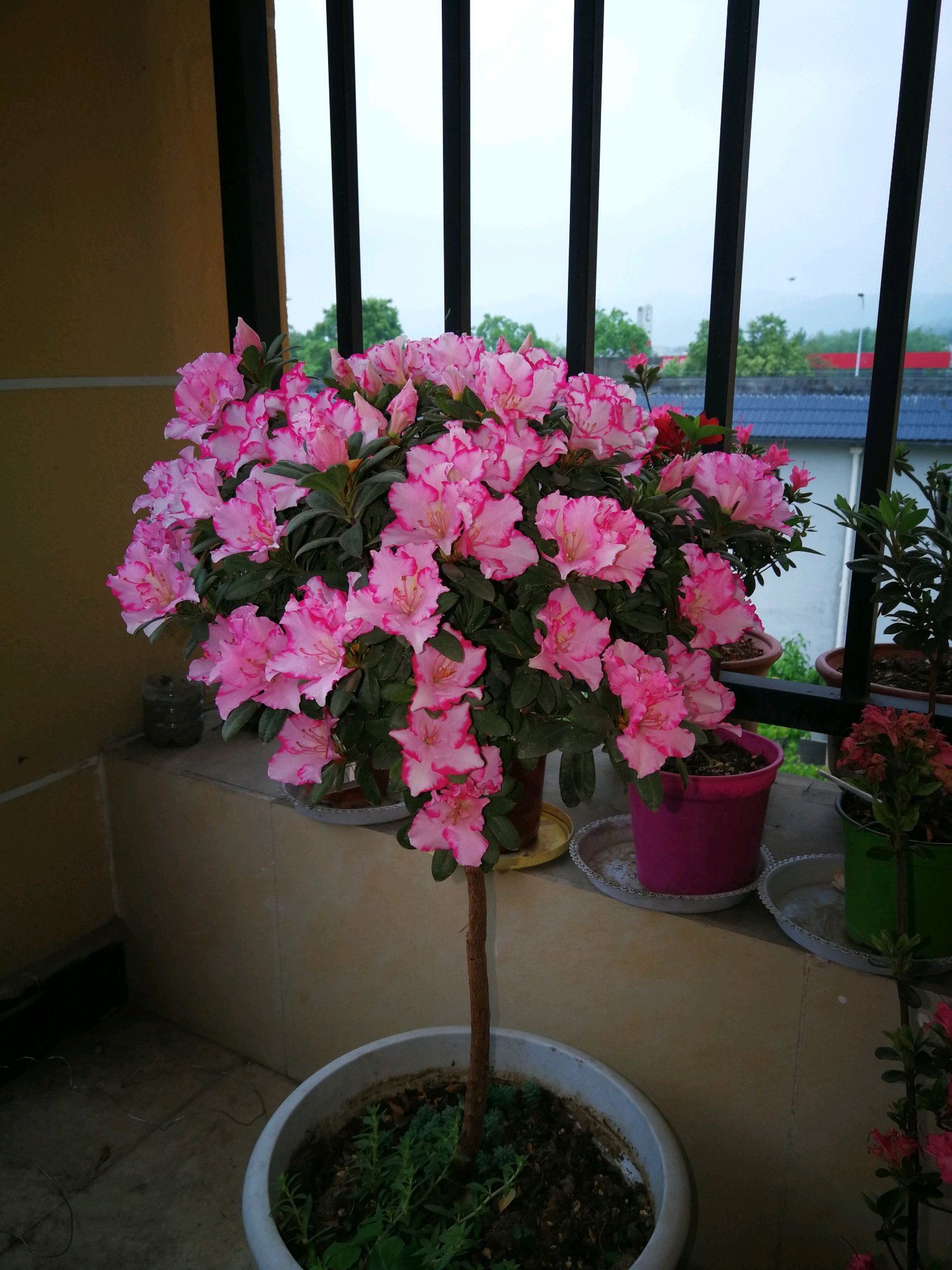 此小型木本花卉,四季开花不停,花色美丽,栽培容易!