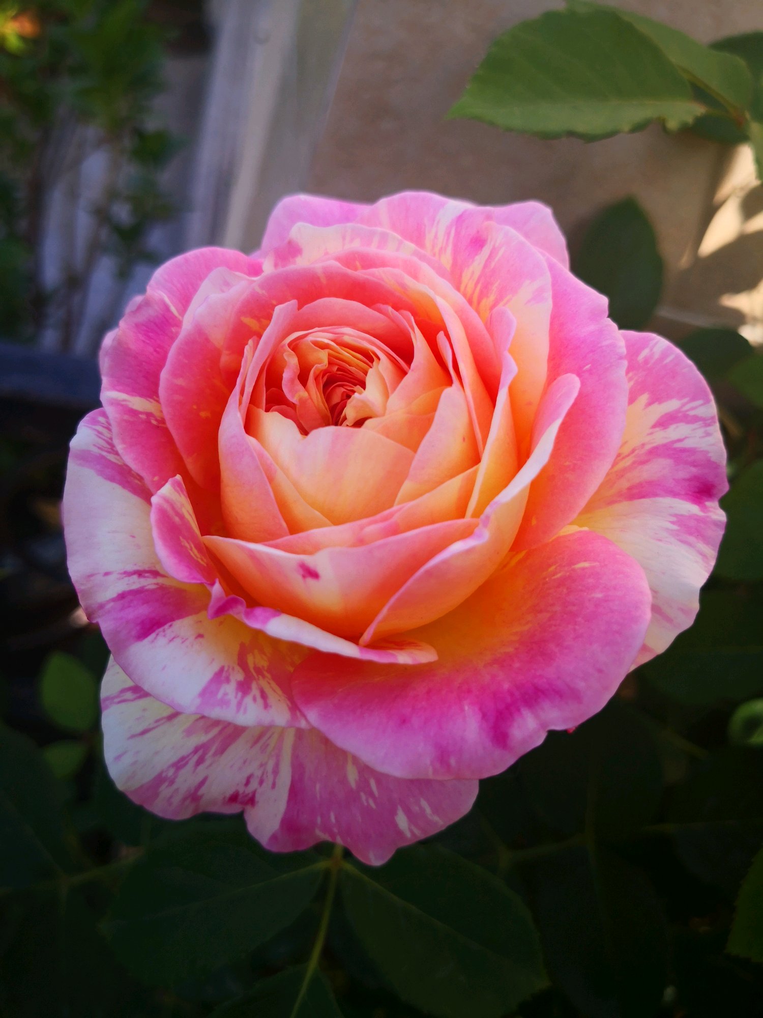 此花漂亮不输牡丹,一花三色,香气四溢,开花勤快!