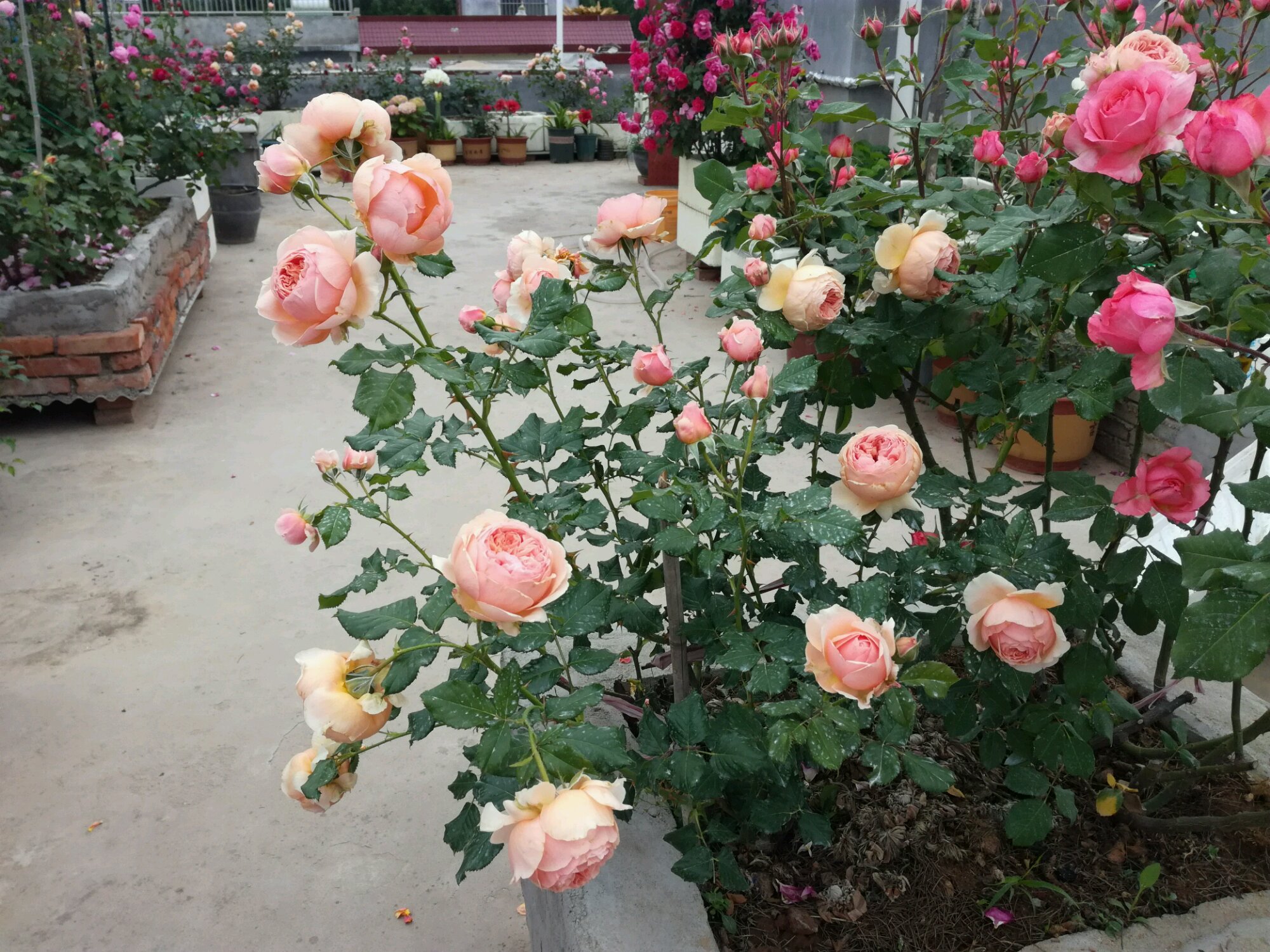 一款"零差评"月季花,花型完美,花香四溢,花期长!