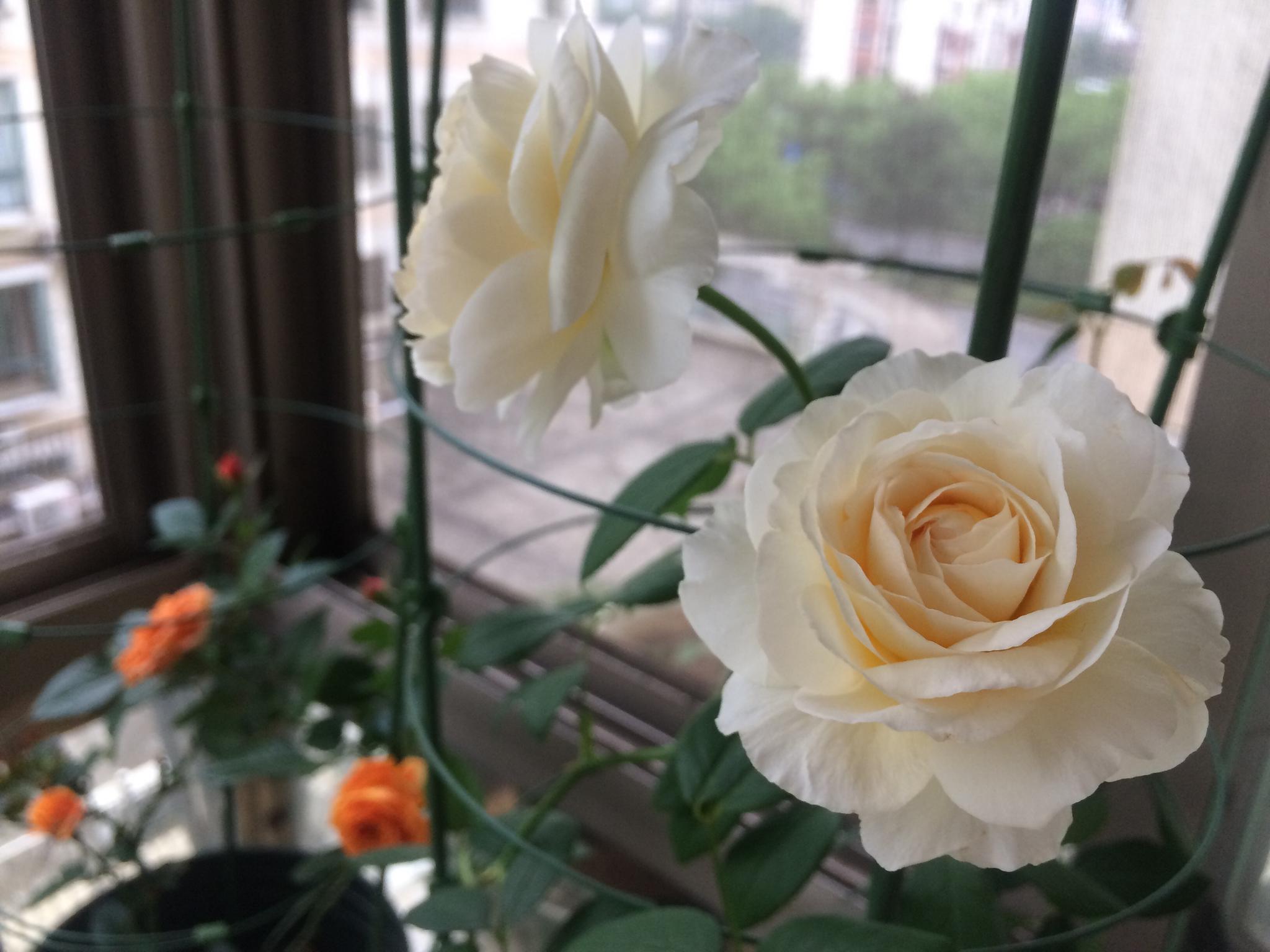 香气|奥斯汀|阳台_新浪新闻