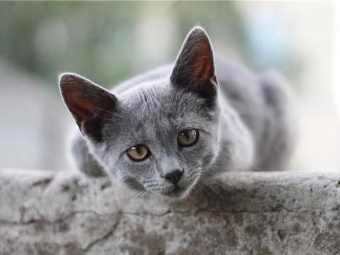 蓝猫便便,一颗一颗好硬的感觉,蓝猫要好用力才拉得出来