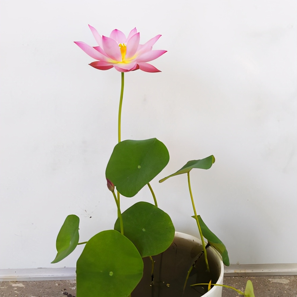 6种微型碗莲名字文艺范十足开花气质不凡手掌大的盆就能养