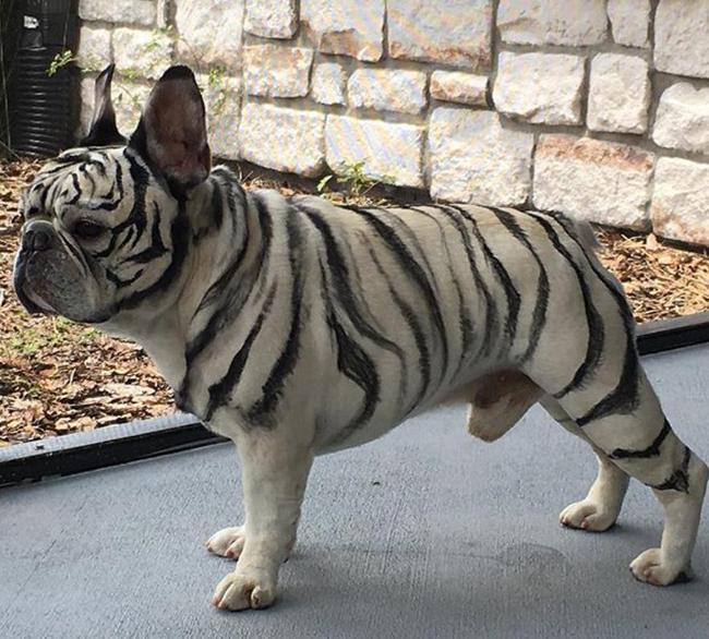 以为有人私自饲养小老虎,仔细一看却无语了:这是披着虎皮的狗?