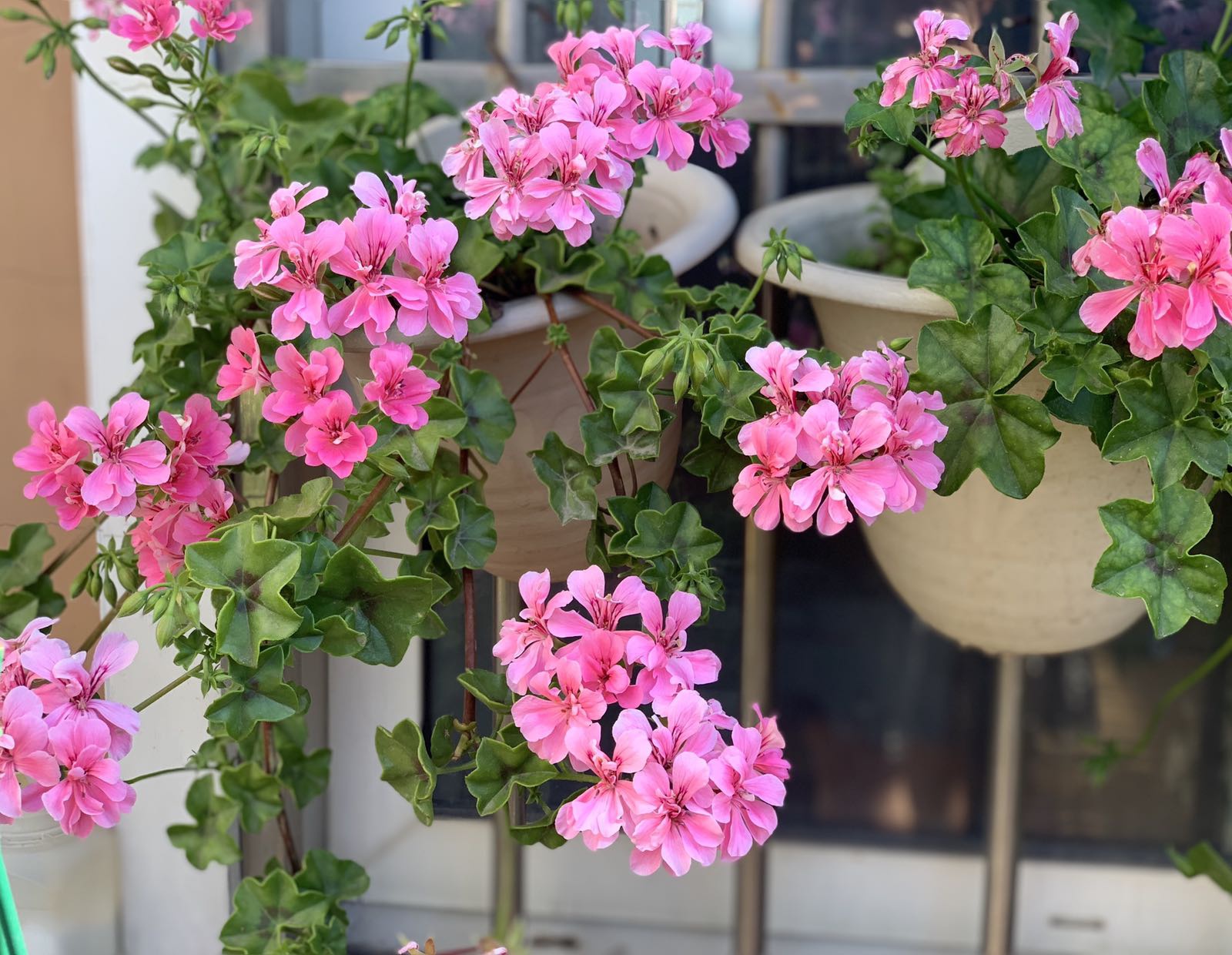 盆栽天竺葵,可安全度夏,开花不停!|备份|天竺葵|小苗_新浪新闻