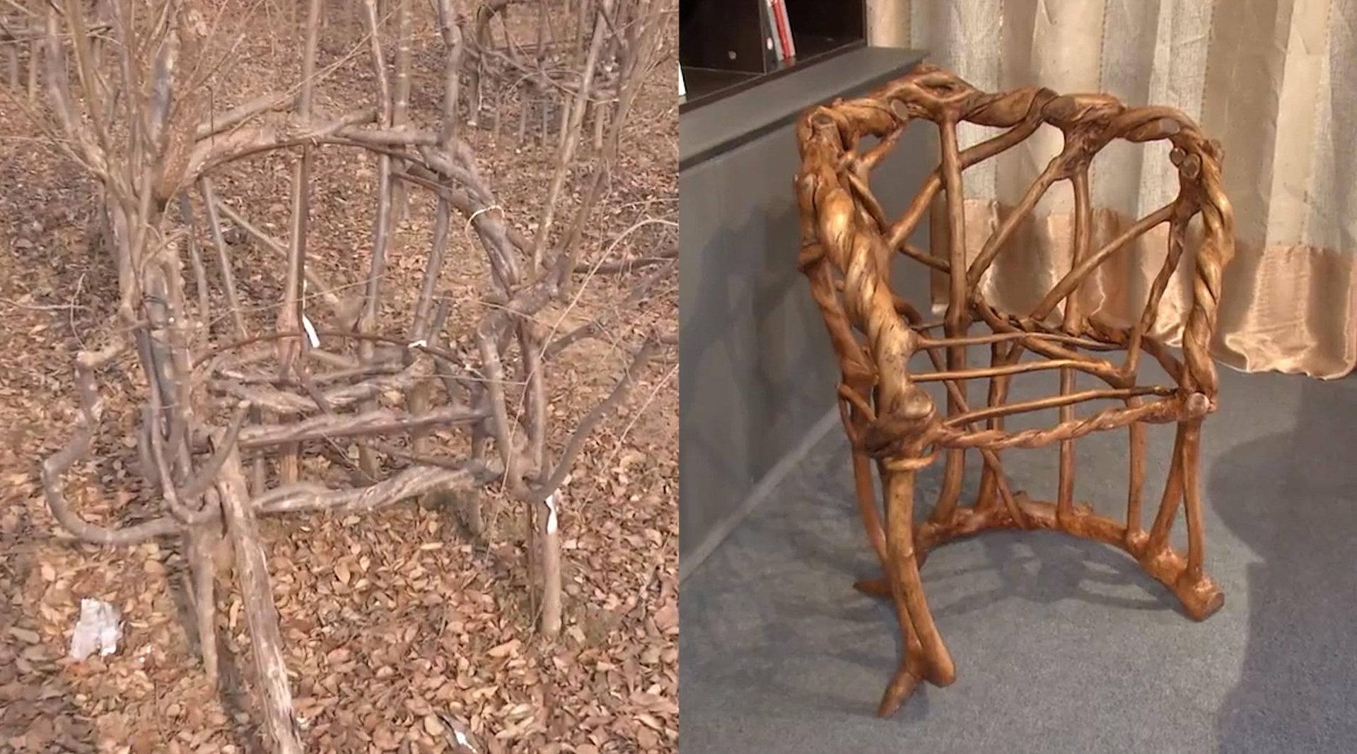 山东小伙用8年种出天然椅子,40多个制作工序,每把都独一无二