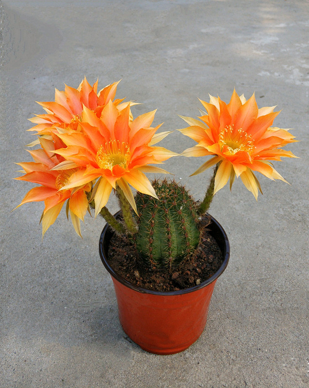 会开花的仙人球一年开花多次比昙花还漂亮超好养