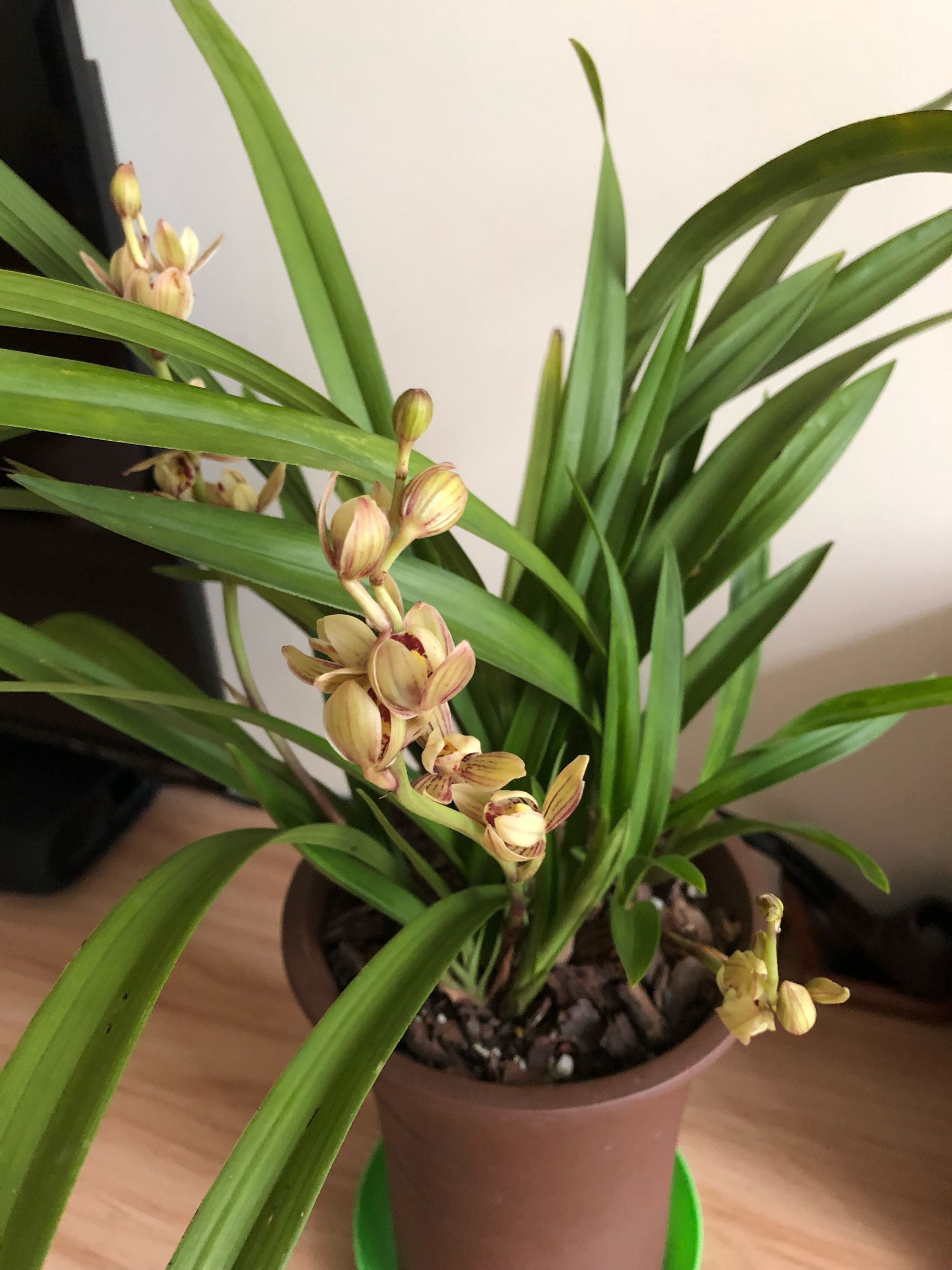 此名品兰花曾价格不菲,今很便宜,开花勤快,养护容易!