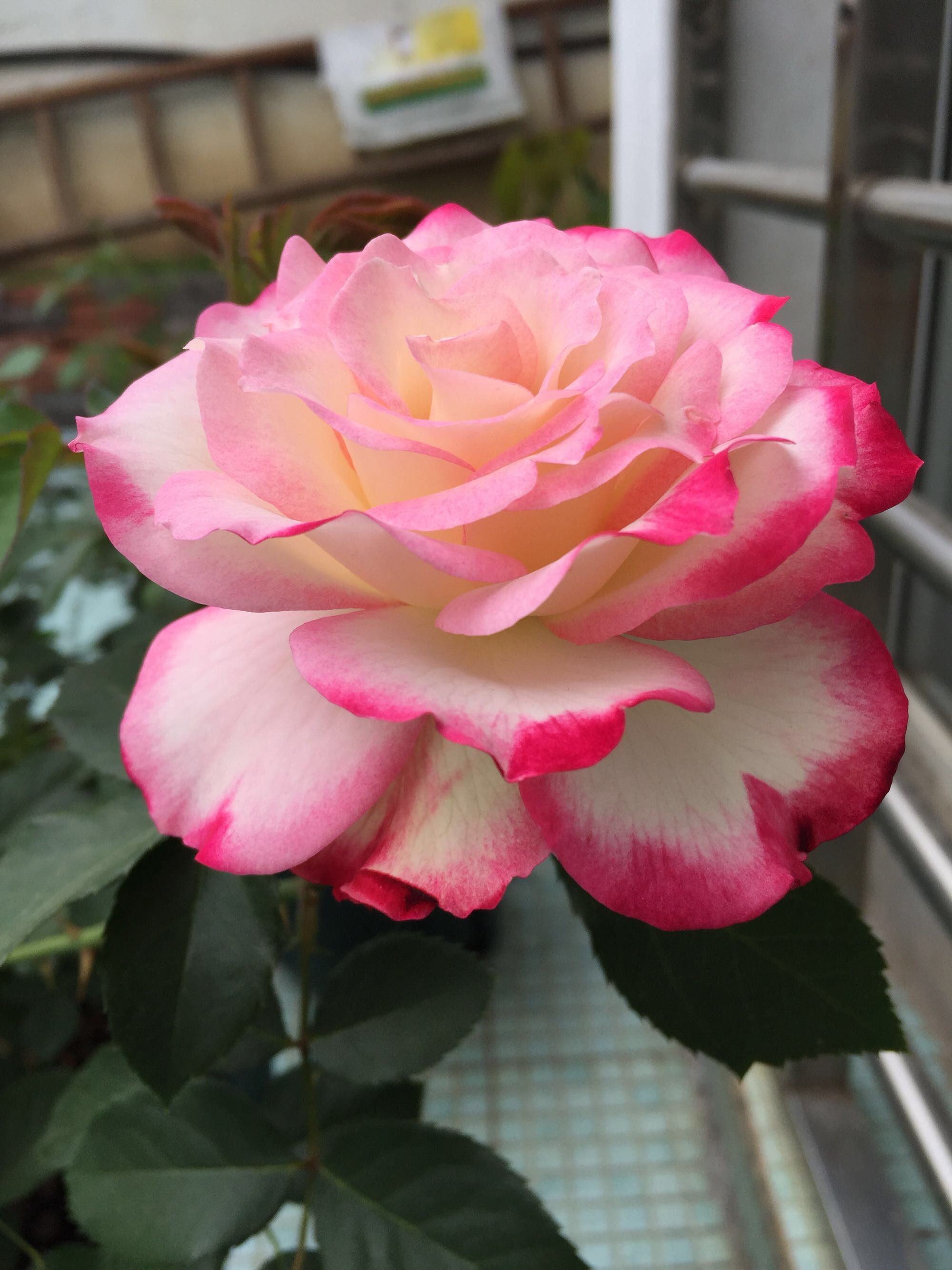 曾多次荣获国际园艺大奖,是2003年aars奖得主,是世界上最著名的月季花