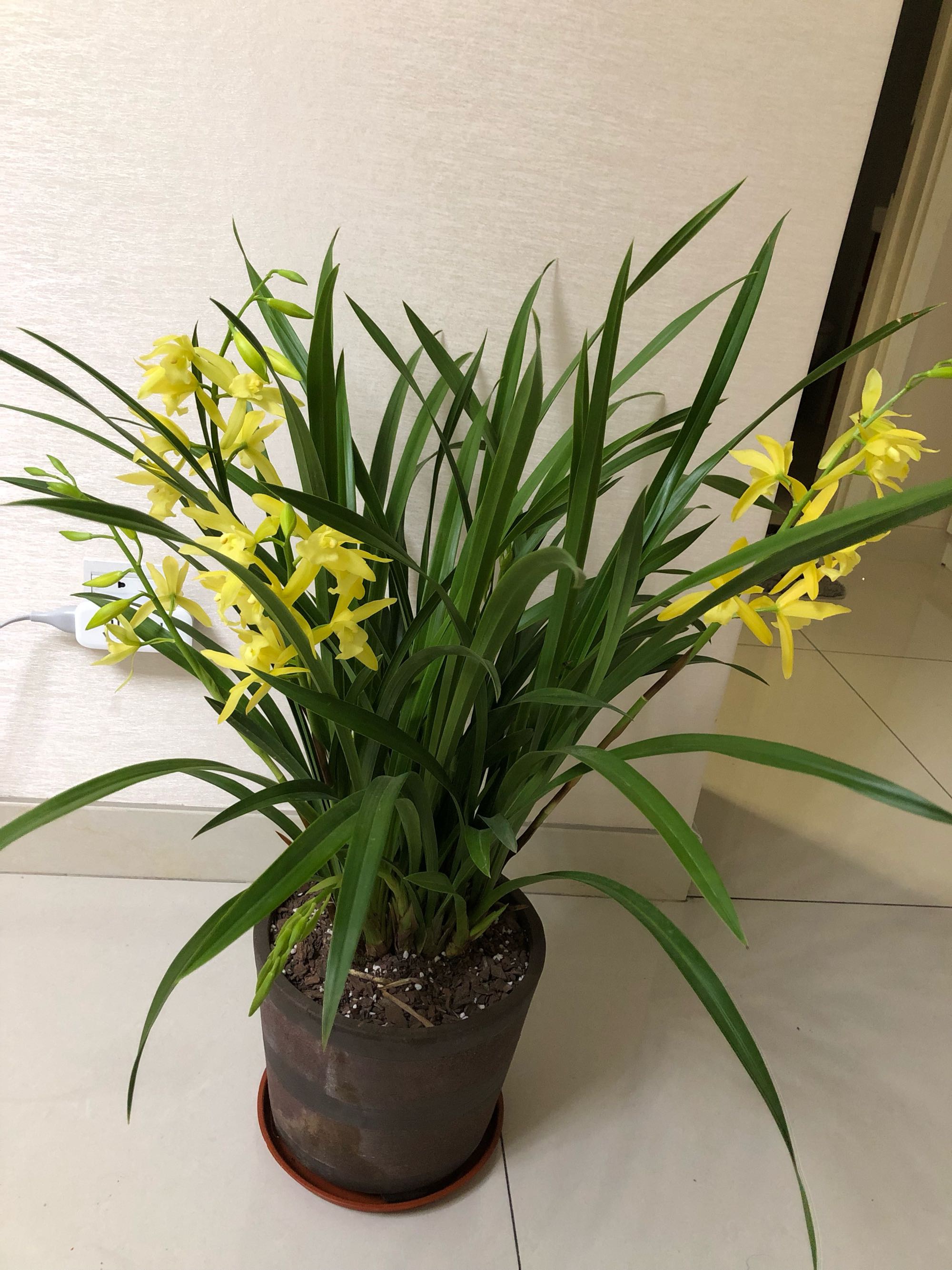 最适合新手养的兰花好养易成活开花勤快香气四溢