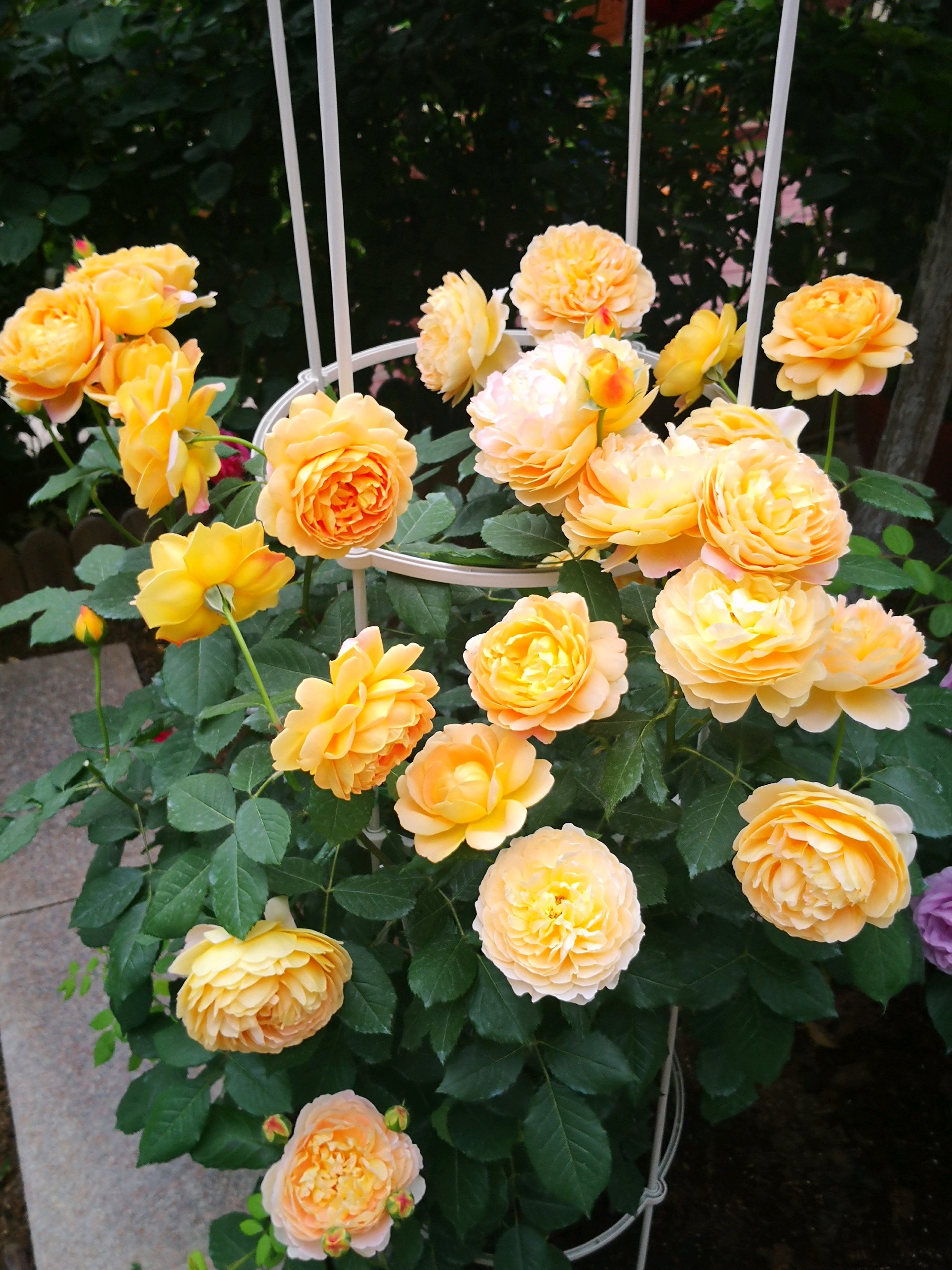 金色庆典这种花名为金色庆典(又译黄金庆典),英国著名育种家奥斯汀