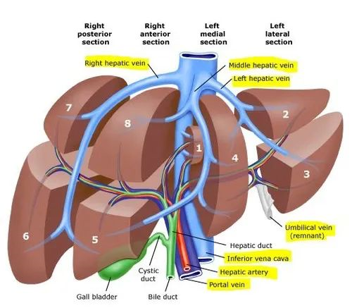 请问怎么知道肝有没有问题?