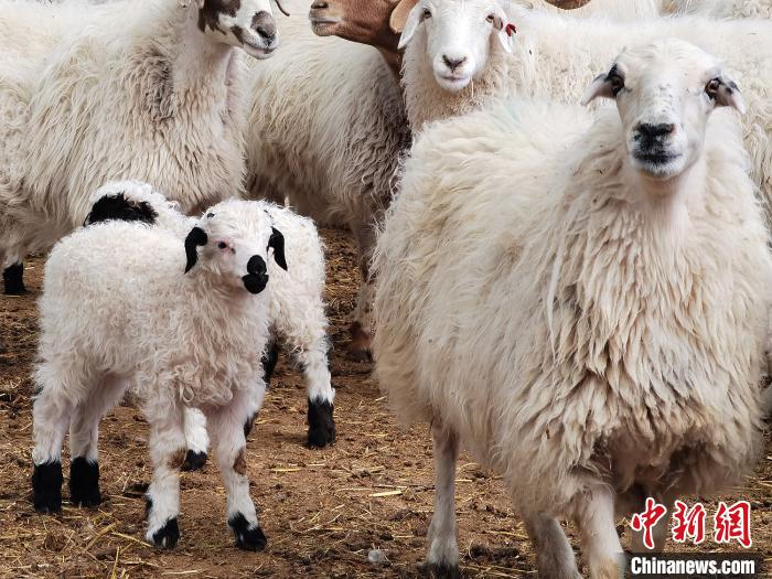 青海海南州智慧扶贫创新模式江苏网友在线养羊