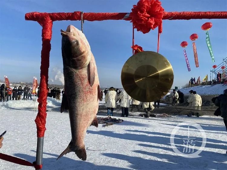 凿穿半米厚冰层捕鱼，黑龙江长岭湖67斤头鱼出水