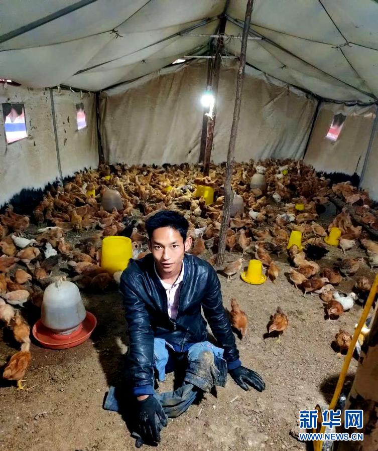 这是丁转成在位于河南省嵩县城关镇王庄村的自家鸡场里（资料照片）。新华社发