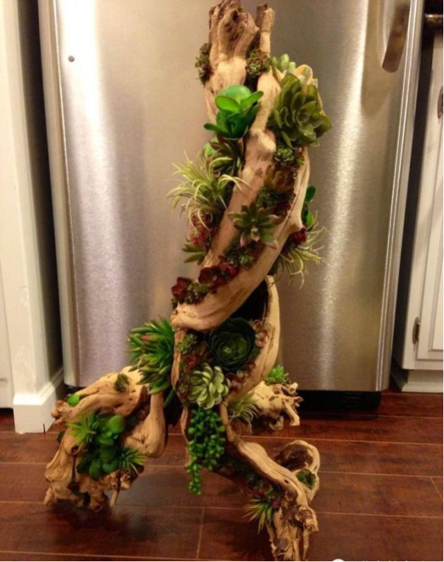 当多肉遇上枯木它们竟擦出了这样的火花