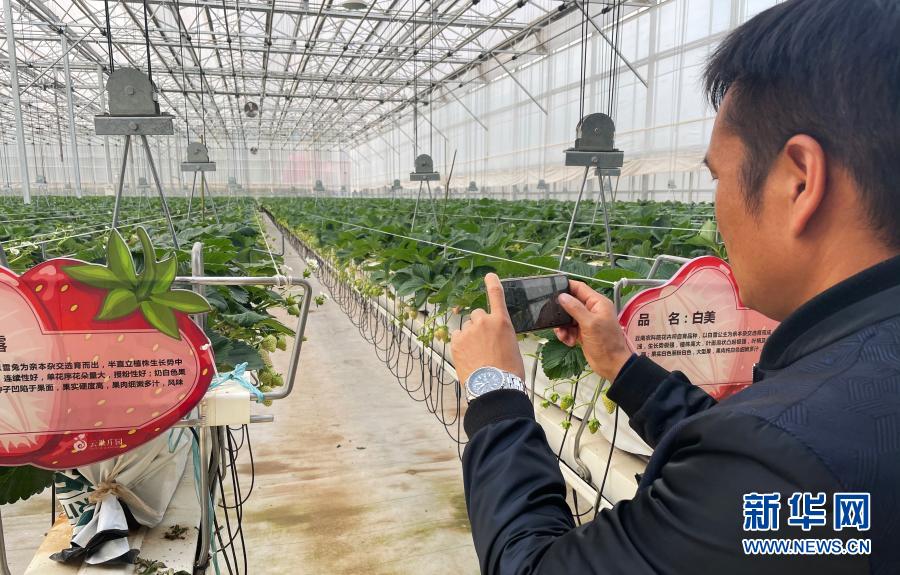 云南省农科院花卉研究所研究员阮继伟在草莓基地拍摄草莓（12月6日摄）。新华社记者  杨静  摄