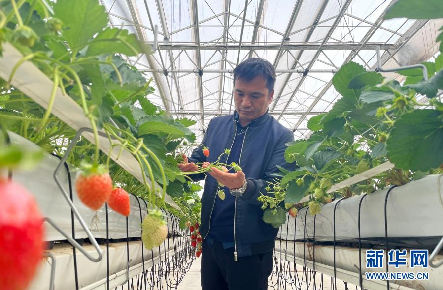 云南省农科院花卉研究所研究员阮继伟在草莓基地查看草莓生长情况（12月6日摄）。新华社记者  杨静  摄