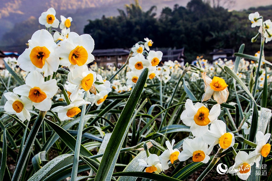 福建南靖县:水仙花迎花期 花田芳香四溢