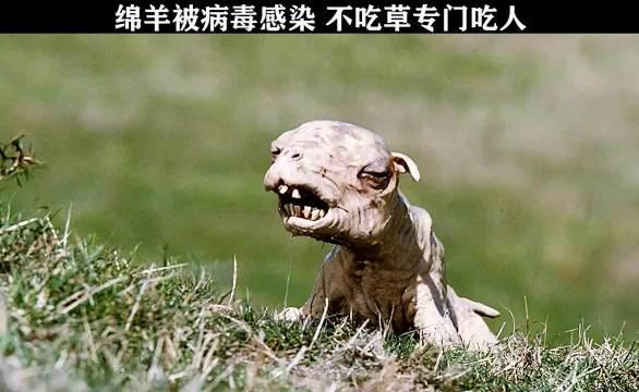 羊那天真不吃草了,会有多可怕?疯羊