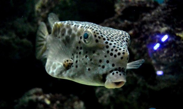 男子海边钓到一方形鱼,高兴拿去市场卖,路人说出鱼的来路他扔掉