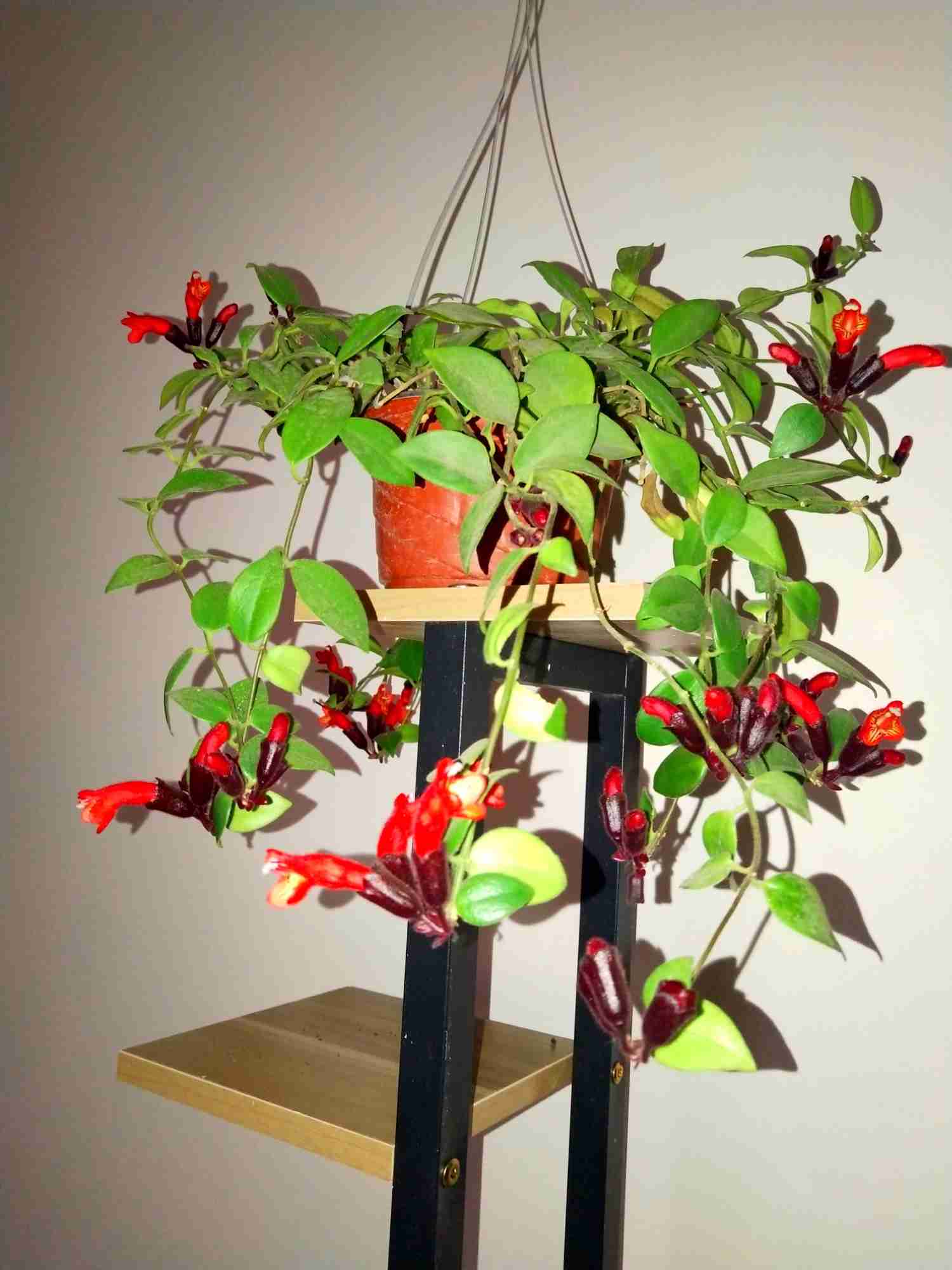 如何养好口红吊兰?教你几招,可使枝繁叶茂,碧绿常青!