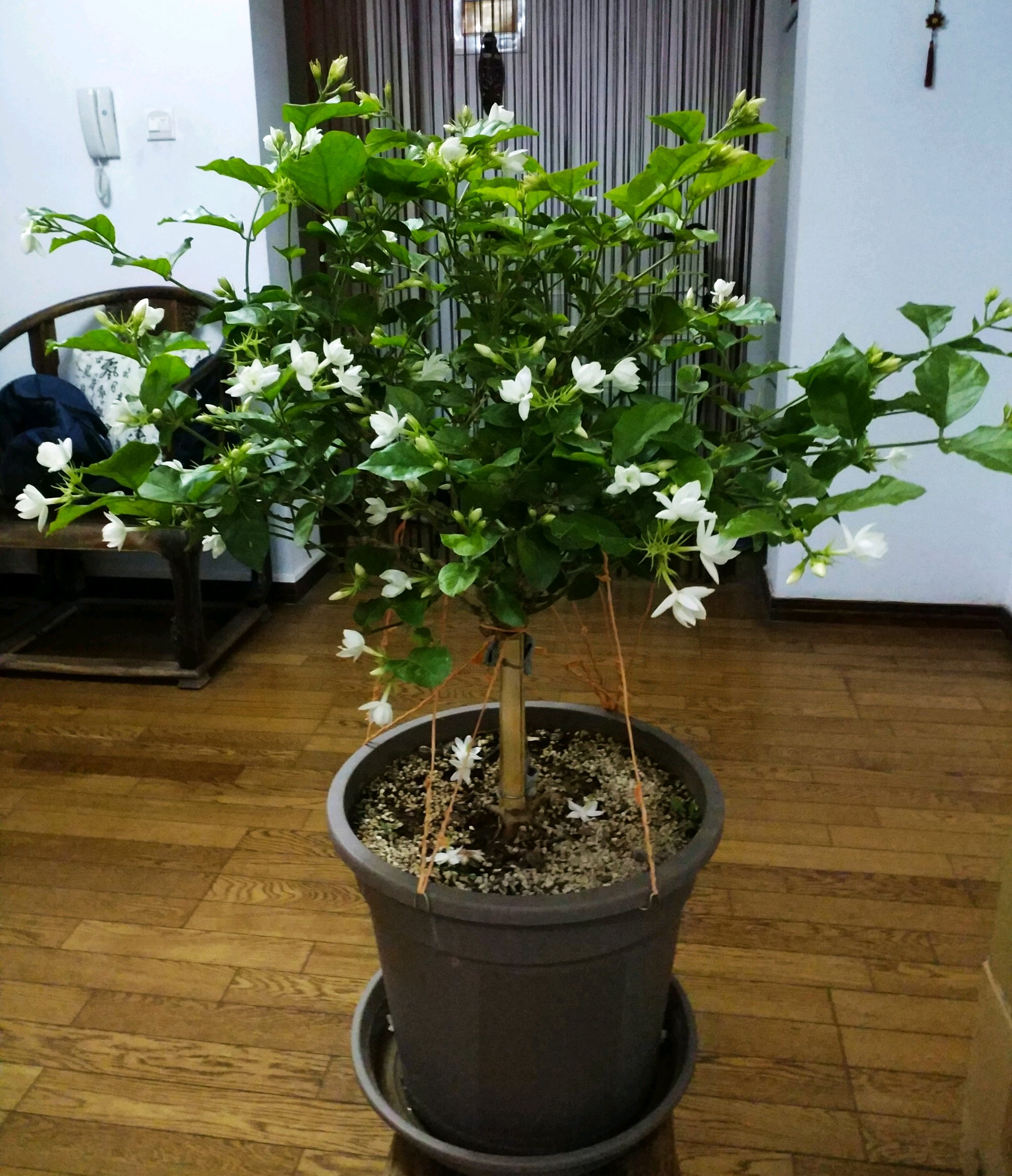 茉莉花盆栽怎么养(刚买回来的茉莉花盆栽怎么养)