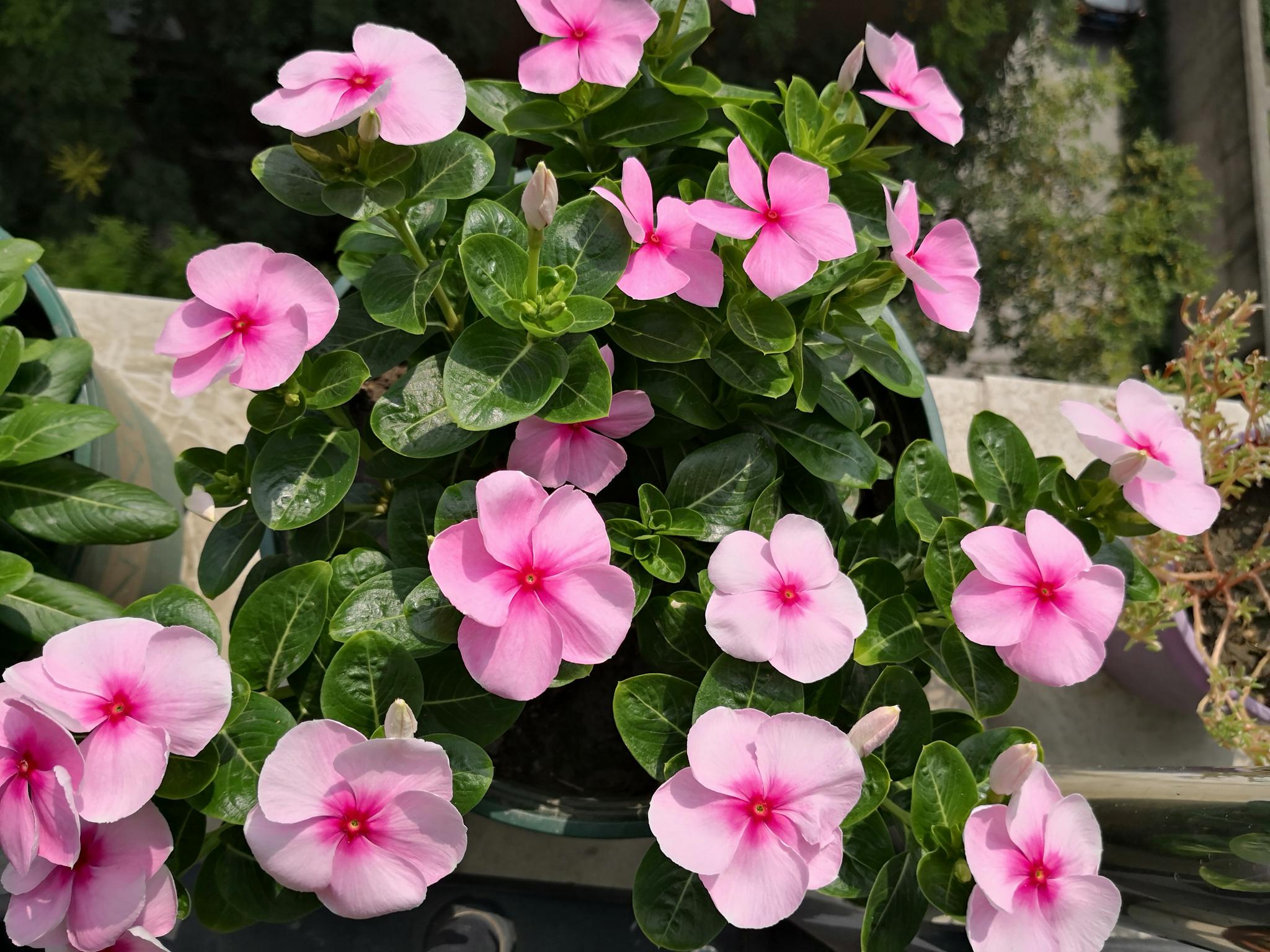 花期最长的植物,每天都有花开,植株低矮,栽培容易!