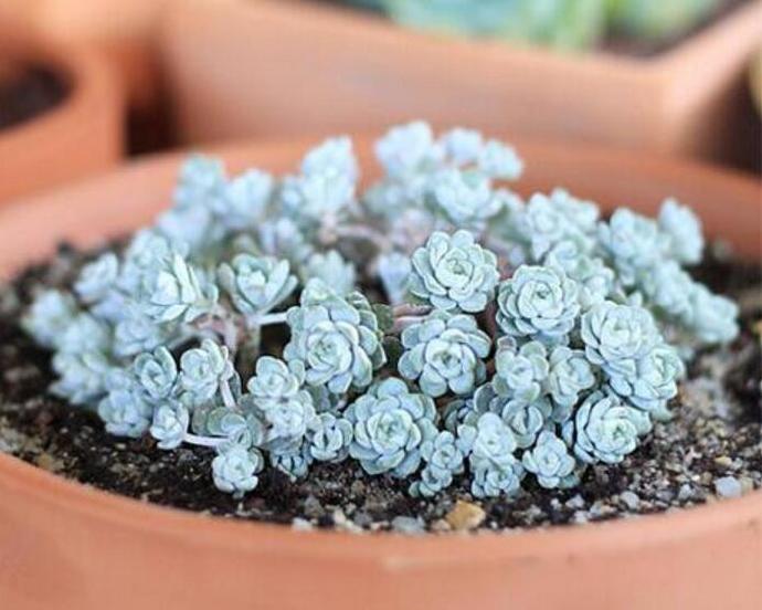 多肉植物白霜的养护方法