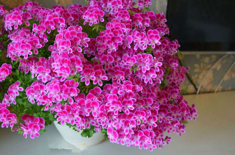 天竺葵天使之眼开花美丽花期5个月栽培容易