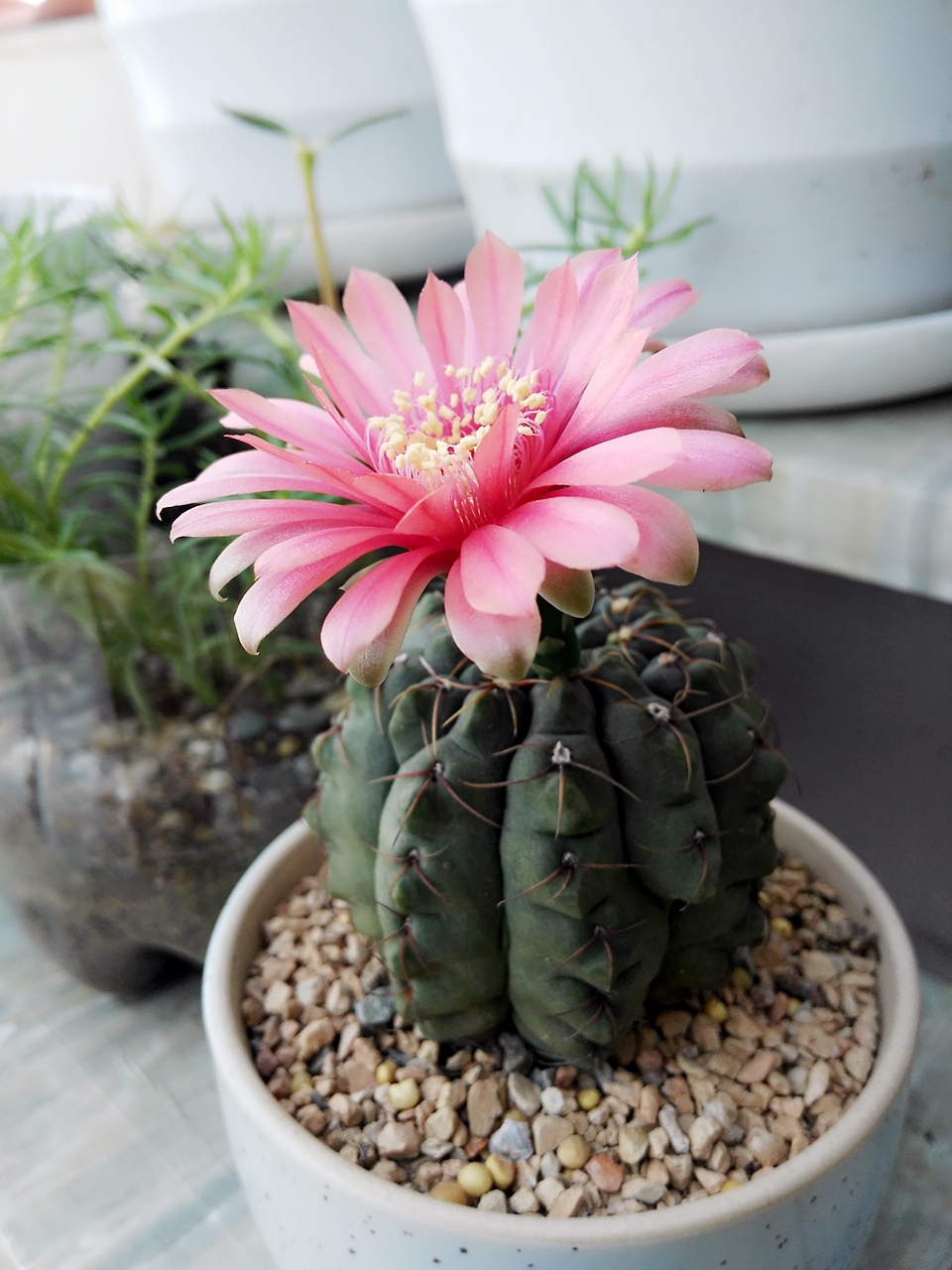 开花最勤快的仙人球号称开花机器植株小巧可爱