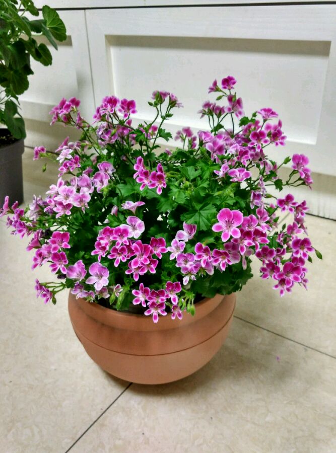 天竺葵天使之眼开花美丽花期5个月栽培容易