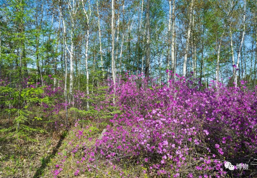 一泡水就开花 的杜鹃 别再买了 真的有毒 新浪财经 新浪网