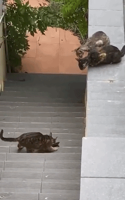 这个护栏很俄罗斯!03老哈:服了!我怎么有你这么