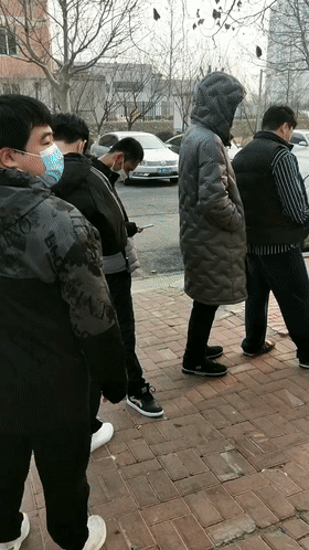 法国斗牛犬|新冠肺炎_新浪新闻